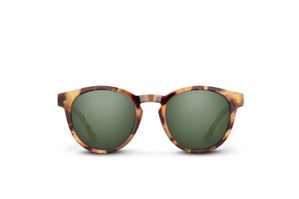 Barnes-Yellow-Tortoise-正面